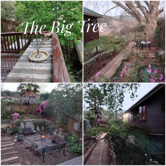 The Big Tree @ Sabie Villa Екстериор снимка